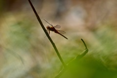 Libellulidae