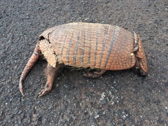 Euphractus sexcinctus