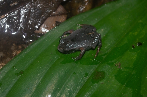 Paranapiacaba Rapids Frog, Paratelmatobius cardosoi