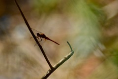 Libellulidae