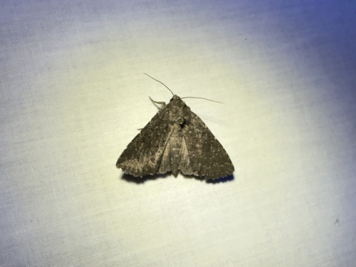 iNaturalist observation photo of Cutworm Moths and Allies
