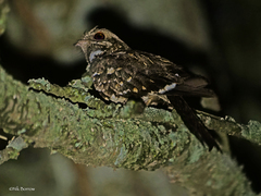 Caprimulgus clarus