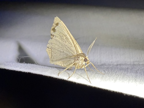 iNaturalist observation photo of Ennominae