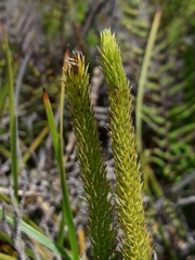 Lateristachys lateralis