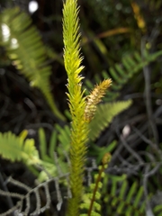 Lateristachys lateralis