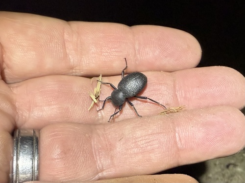 iNaturalist observation photo of Eleodes consobrina