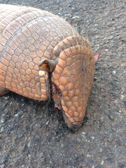 Euphractus sexcinctus