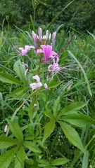 Cleome speciosa