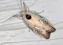 Arignota stercorata