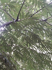 Ptisana attenuata