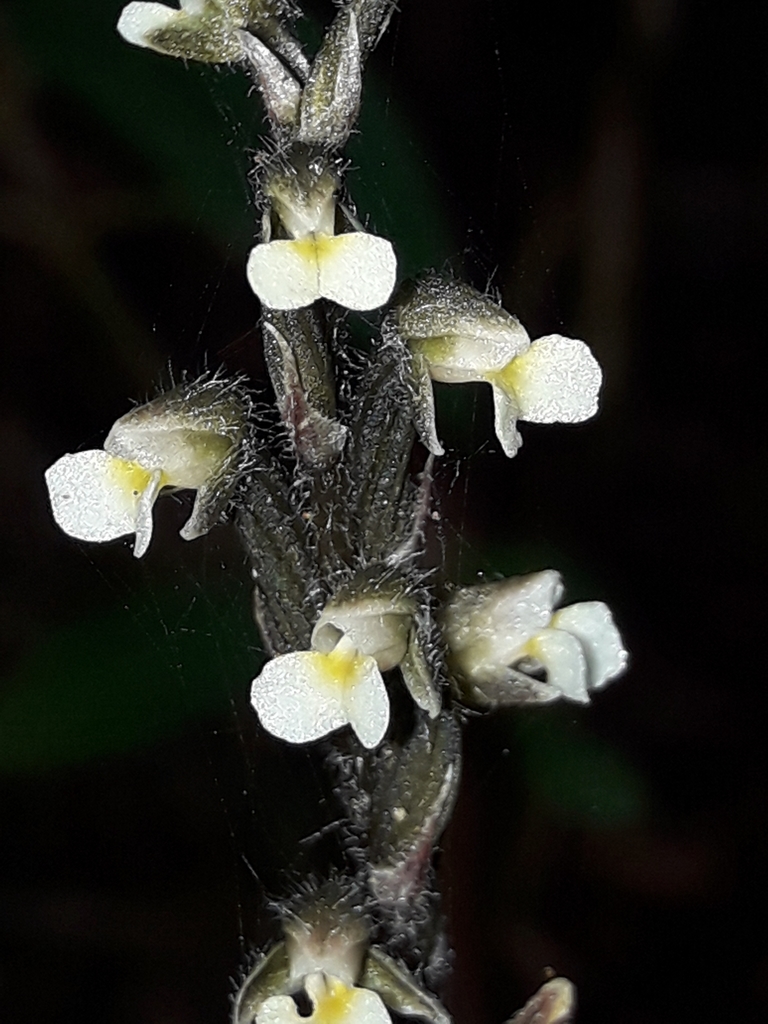 Zeuxine samoensis