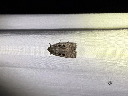 iNaturalist observation photo of Noctuini