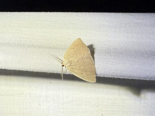 iNaturalist observation photo of Eudrepanulatrix rectifascia