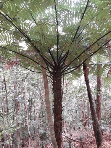 Dicksonia thyrsopteroides