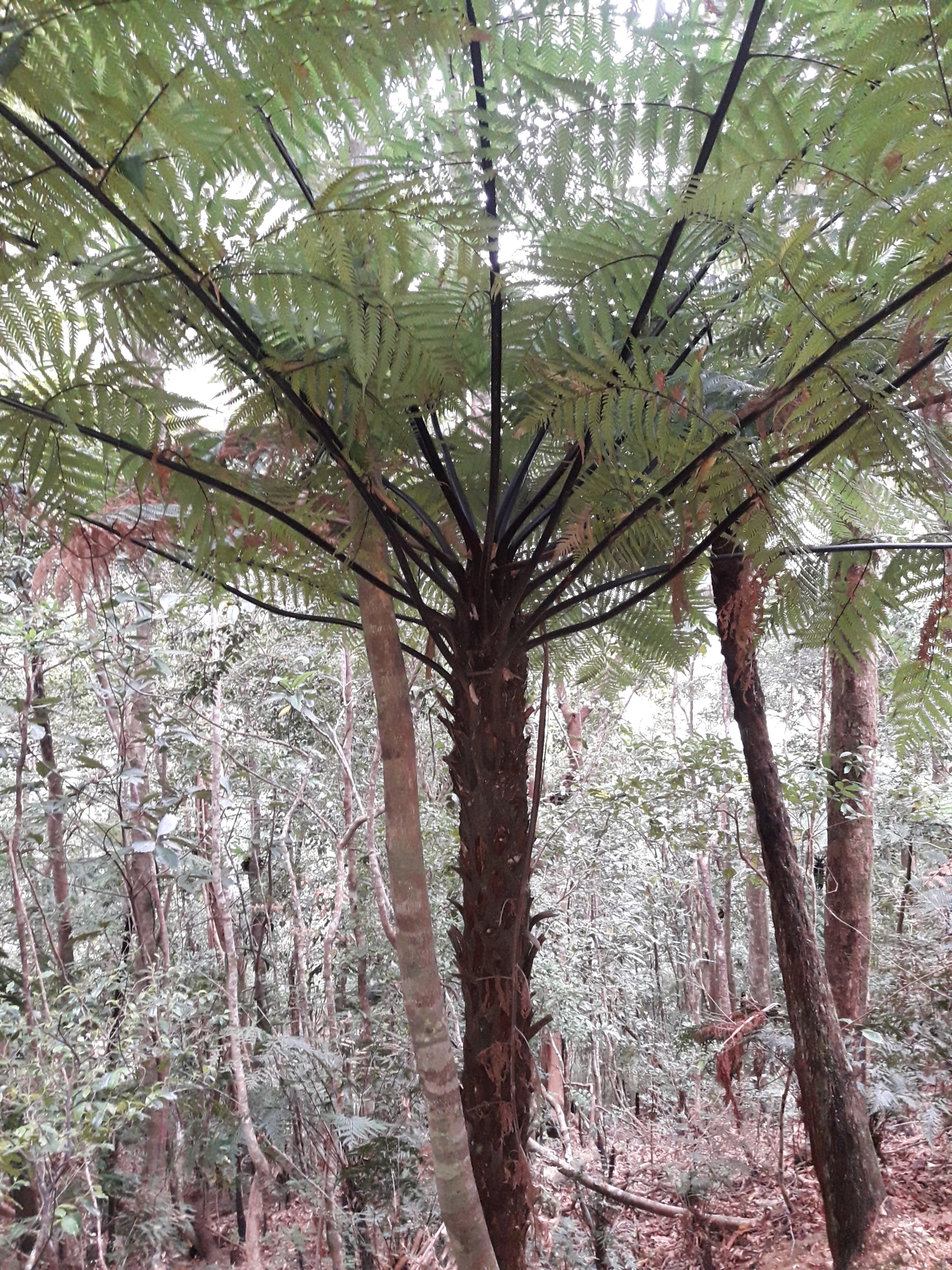 Dicksonia thyrsopteroides
