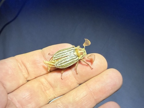 iNaturalist observation photo of Ten-lined June Beetle