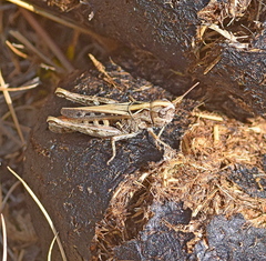 Omocestus haemorrhoidalis