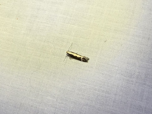 iNaturalist observation photo of Aroga unifasciella