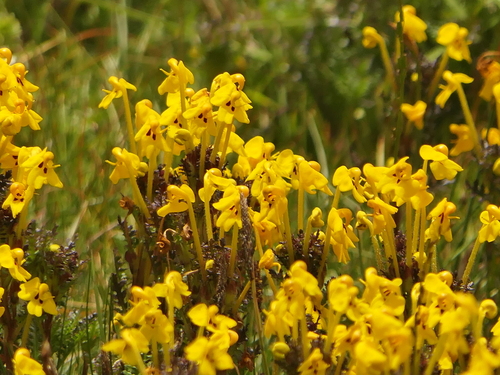 Long Tube Lousewort (Pedicularis longiflora)