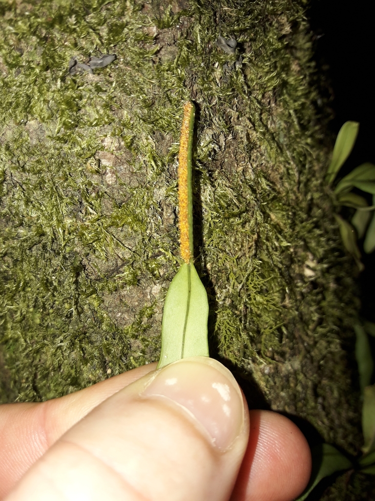Lepisorus spicatus