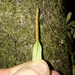 Lepisorus spicatus - Photo (c) naturewatchwidow, algunos derechos reservados (CC BY), uploaded by naturewatchwidow