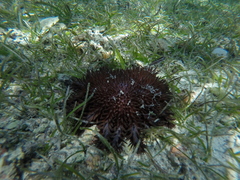 Acanthaster