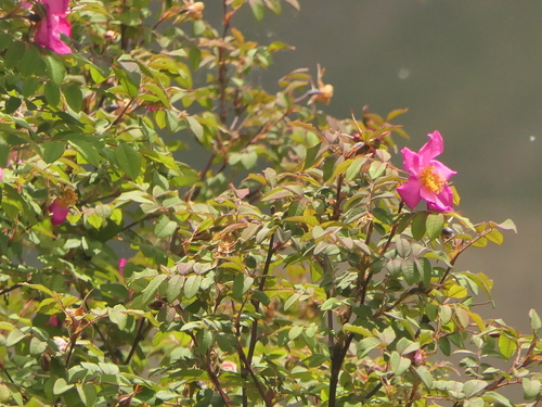 Himalayan Rose (Rosa macrophylla)