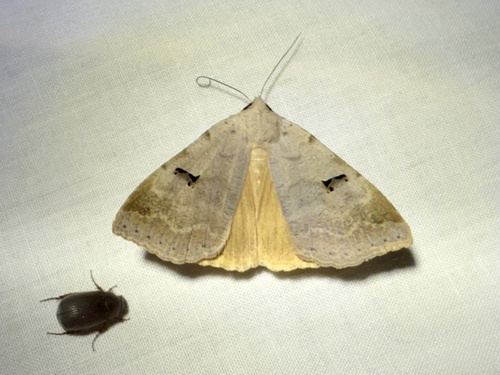 iNaturalist observation photo of Underwing, Tiger, Tussock, and Allied Moths