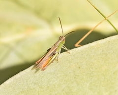 Chorthippus dichrous