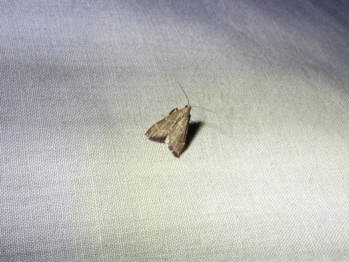 iNaturalist observation photo of Arta epicoenalis