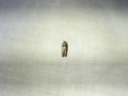 iNaturalist observation photo of Curved-horn Moths