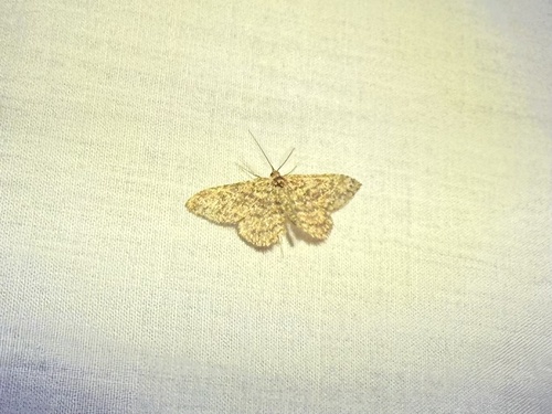 iNaturalist observation photo of Boletobiini