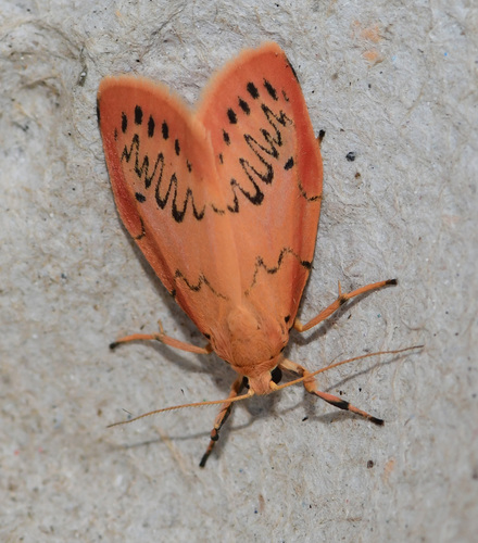 Rosy Footman