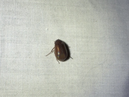 iNaturalist observation photo of Scarabs