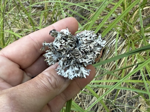 iNaturalist observation photo of typical shield lichens