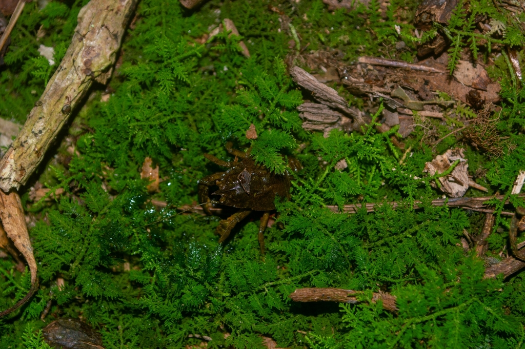 Aegla paulensis