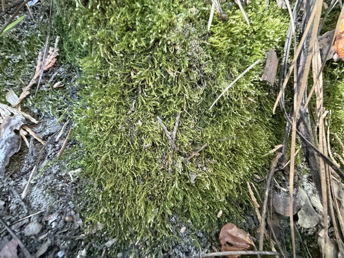 iNaturalist observation photo of Amblystegiaceae