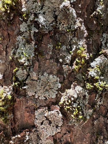 iNaturalist observation photo of Frosted Lichens