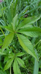 Cleome speciosa