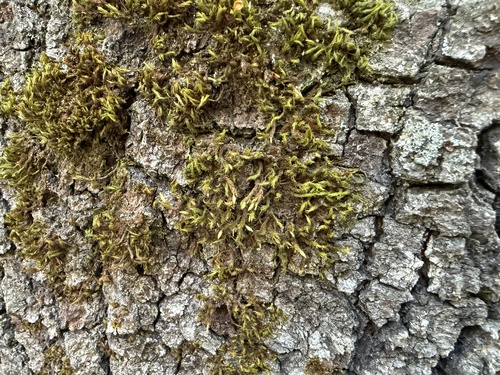 iNaturalist observation photo of Pulvigera