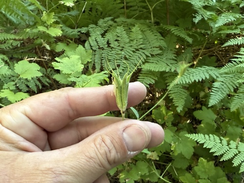 iNaturalist observation photo of western columbine