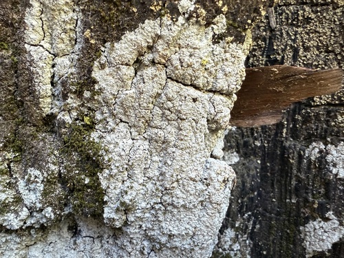 iNaturalist observation photo of Granular Mottled-disk Lichen