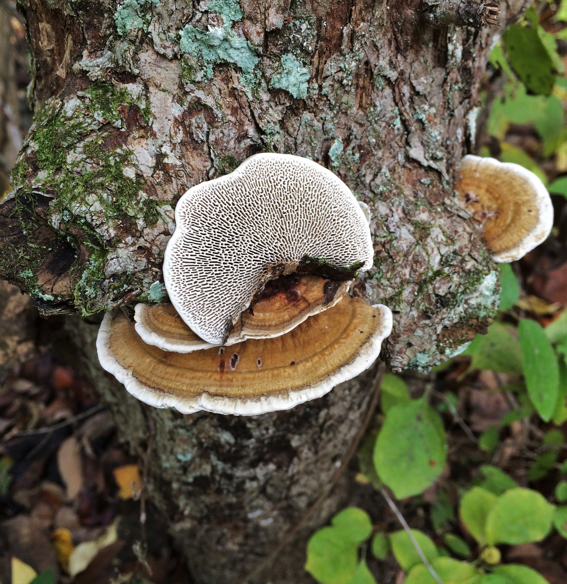 Daedaleopsis image