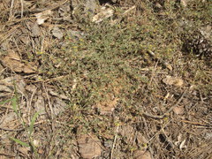 Acmispon decumbens davidsonii