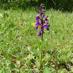 Anacamptis morio morio