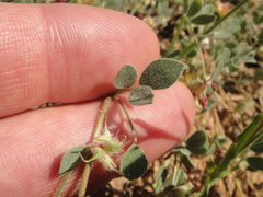 Acmispon decumbens davidsonii
