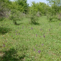 Anacamptis morio morio