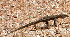 Varanus giganteus