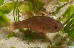 Vincentia novaehollandiae