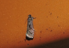 Cryptaspasma